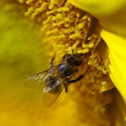 Robert Seidemann - Fleißige Biene